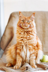 Sunny portrait of cute red ginger Maine coon cat on the balcony in sunny summer day