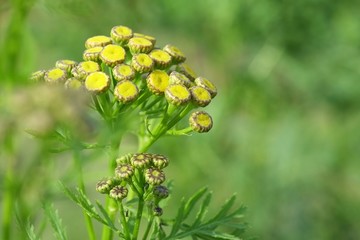 Tansy isolated on a green background