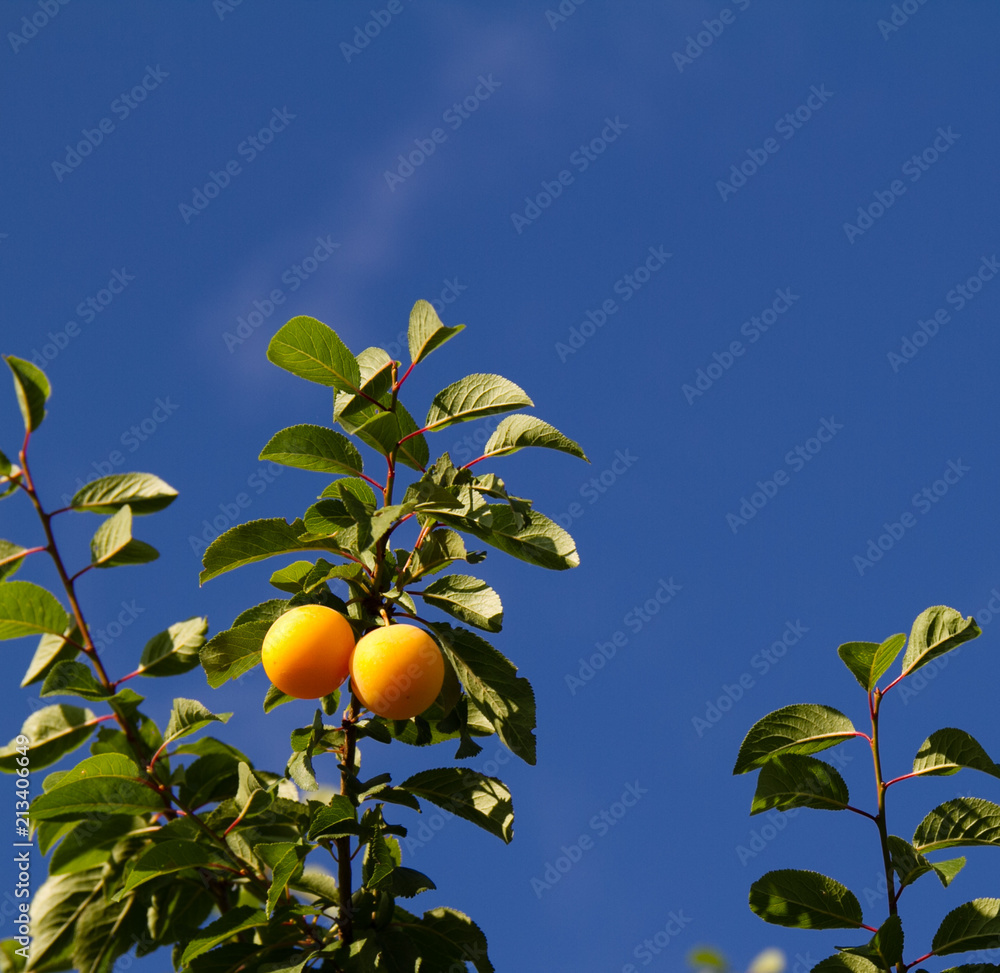 Sticker two yellow plum on a branch,blue sky background