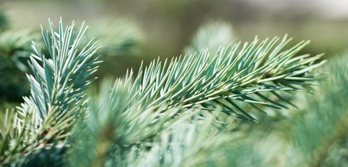 Spruce branches with needles vertical closeup