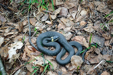 Grass snake natrix.