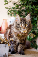 Fluffy grey black tabby Maine coon kitty walks on the balcony