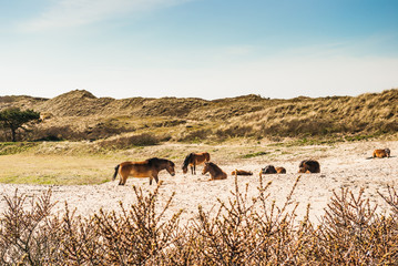 Herd of Konik horses resting in the dunes © Steppeland