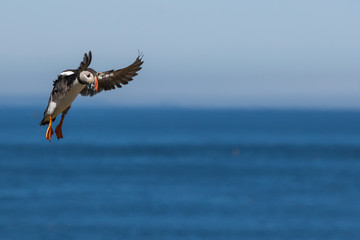 Puffing landing with a mouthful of fish