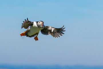 Puffing landing with a mouthful of fish