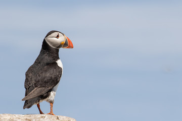 An atlantic puffin standing on the lookout