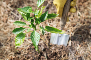 Fresh garden plant and hand gardener with a garden shovel