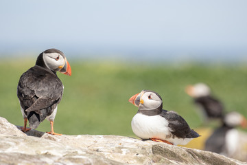 Two puffins on a rock looking at each other