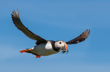 Puffin flying by with a mouthful of fish
