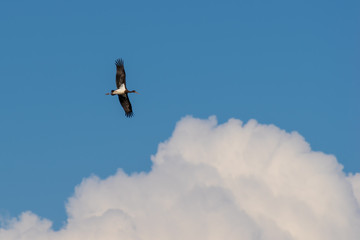juvenile black stork
