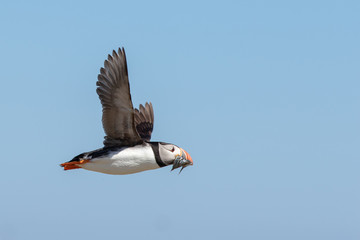 Puffin flying by with a mouthful of fish