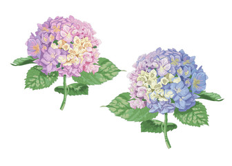 Vector highly detailed realistic illustration of two hydrangea flowers isolated on white. Good for wedding floral design, greeting cards.