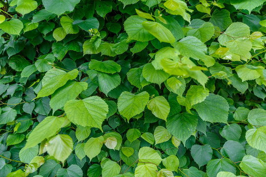 Background of leaves of the same type and different sizes
