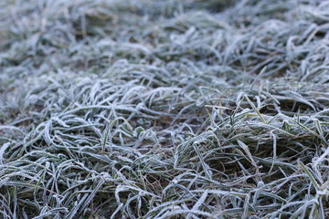 trawa zima © Wiktor