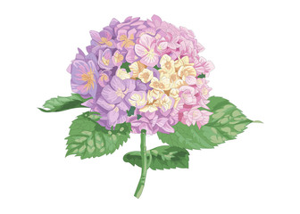 Vector highly detailed realistic illustration of hydrangea flower isolated on white. Good for wedding floral design, greeting cards.