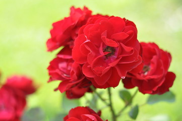 red roses