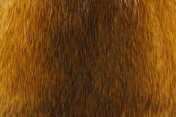 Fur of muskrat. 