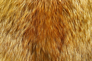 Fur of red fox.