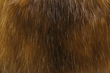 Fur of sable.