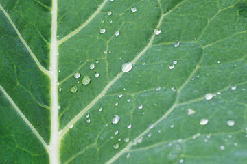 Drops on a green leaf background
