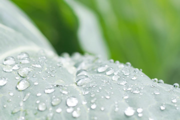 Raindrops on a leaf of cabbage