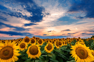 Naklejka premium Sunflower field during sunset