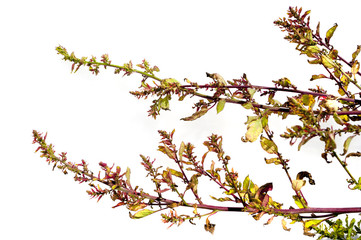 Atriplex - garden orache - isolated on a white background