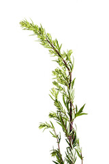 Artemisia vulgaris common weed - isolated on a white background - obrazy, fototapety, plakaty