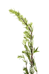 Fotobehang Artemisia vulgaris common weed - isolated on a white background © Vera Kuttelvaserova