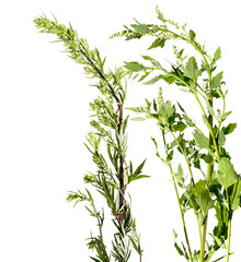 Artemisia vulgaris and Chenopodium album common weed - isolated on a white background