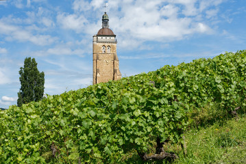Premier plan vigne d’Arbois, arrière-plan église Saint Juste sur fond de ciel bleu