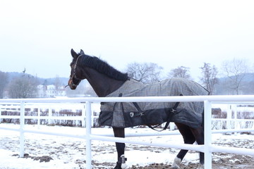 koń w śniegu