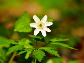 White anemone in a meadow