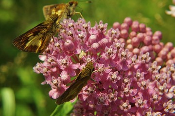 Three butterflies feeding on a swamp milkweed