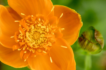 motley yellow flower, top view close-up