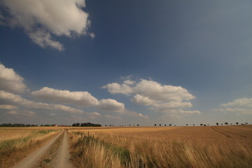 Naklejka premium Sommerzeit (Feldweg in Niedersachsen)