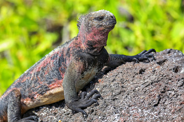 Marine iguana on Espanola Island, Galapagos National park, Ecuador