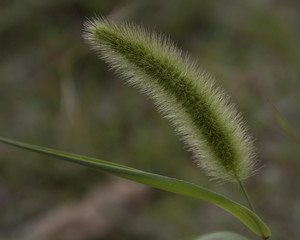 wild plant in corn field