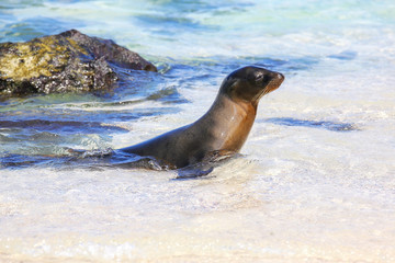 Galapagos sea lion playing in water on Espanola Island, Galapagos National park, Ecuador