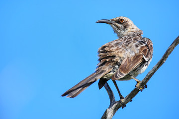 Hood mockingbird on Espanola Island, Galapagos National park, Ecuador