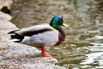 A Mallard Duck in the wild