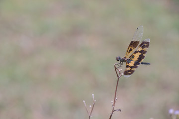  Rhyothemis is a genus of dragonfly in the family Libellulidae. They are commonly known as Flutterers.Black and yellow winged dragonfly 