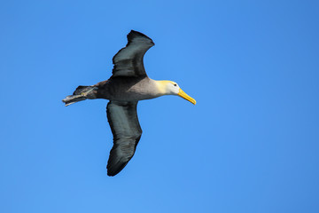 Waved albatross in flight on Espanola Island, Galapagos National park, Ecuador