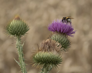 thistle and bee