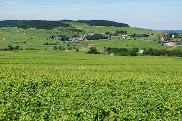 Fototapeta na wymiar Vignoble de bourgogne au premier plan, village et coteau à l'arrière plan.