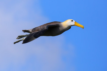 Waved albatross in flight on Espanola Island, Galapagos National park, Ecuador