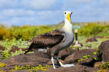 Waved albatross on Espanola Island, Galapagos National park, Ecuador