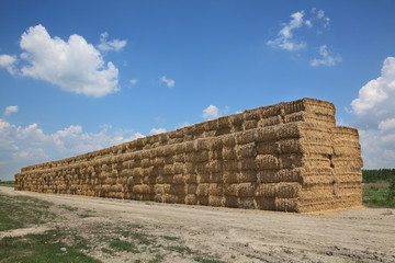 Wheat field after harvest, bale packed straw at big pile with clear sky
