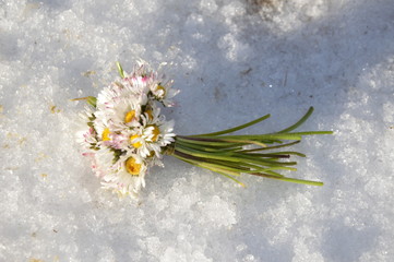 Flower and snow