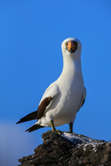 Nazca booby on Espanola Island, Galapagos National park, Ecuador.